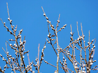 Willow catkins against the blue sky