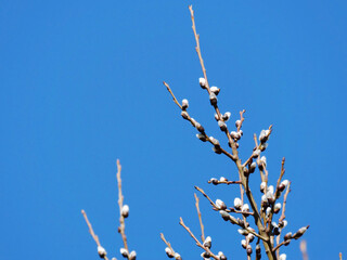 Willow catkins against the blue sky