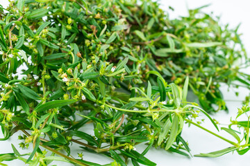 Fresh Chinese Herbal Medicine Snake Grass