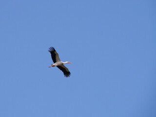 stork flying against blue sky with spread wings