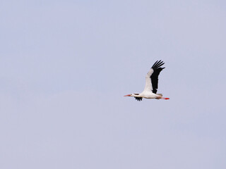 white stork in flight