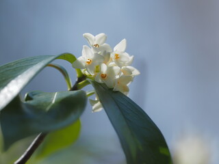 芳香のあるコショウノキ