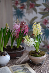 blooming hyacinths and a book on the table