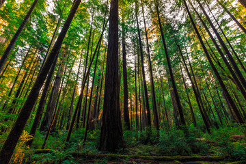 Fototapeta na wymiar Sunrise in the Redwoods, Redwoods National and State Parks, California