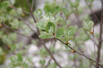 Alder branches with recently blossoming leaves on a spring day.
