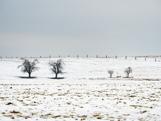 Obraz premium Lonely trees in pasture. Dark tree branches against white snow,