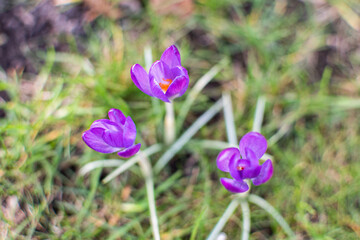 Lila blühende Krokusse / Lila blühender Krokus im Frühling