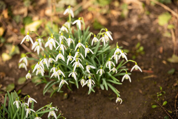 Weiß blühende Schneeglöckchen im Frühling