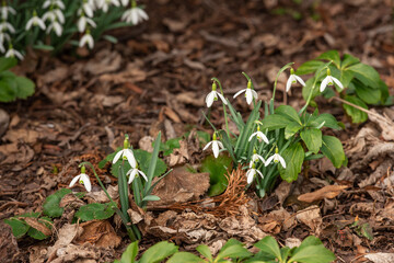 Weiß blühende Schneeglöckchen im Frühling