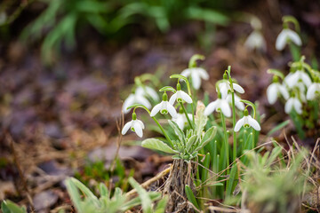 Weiß blühende Schneeglöckchen im Frühling