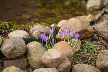 Lila blühende Krokusse / Lila blühender Krokus im Frühling