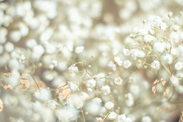 Dried flowers bunch natural white gypsophila baby's in warm light, many tiny flowers on muted brown...