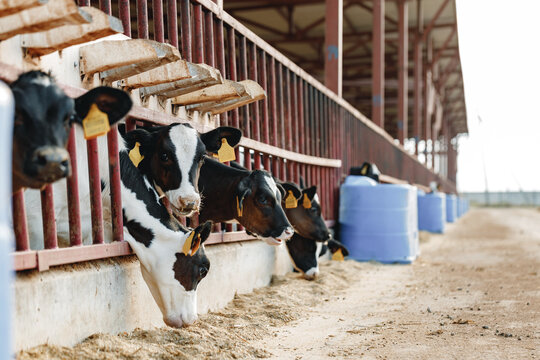 33,494 BEST Barn Hay IMAGES, STOCK PHOTOS & VECTORS | Adobe Stock