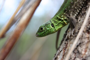 green lizard on a tree macro
