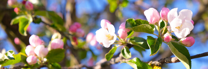 Blooming apple tree in spring time.