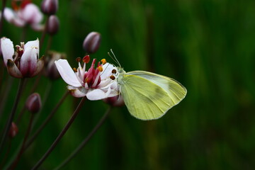 butterfly on a flower