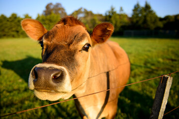 Brown cow on a farm in Rockbank, Victoria, Australia