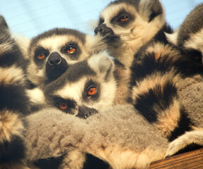 ring tailed lemur in the zoo