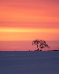 Fototapeta na wymiar Before sunrise. Manuylovo, Leningradskaya region, Russia