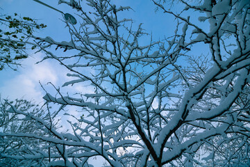 Snowy tree branches in the forest in focus