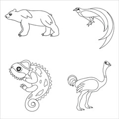Animal coloring pages. Vector outline. Coloring book for adult and children. Bear, bird of paradise, chameleon, ostrich.