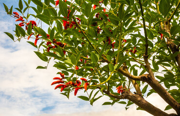 Erythrina crista-galli flowers. Cookspur coral tree - northern Italy, Europe. the Argentina national flower.