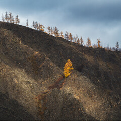 Catching the light. The Okinsky district in the the Eastern Sayan Mountains, the Republic of Buryatia, Russia