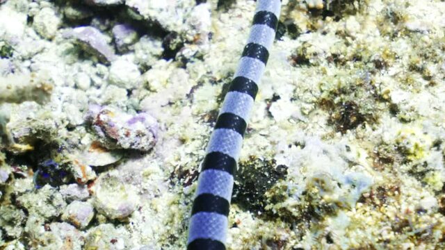 Striking banded sea krait swims above stunning coral and shells to gently swaying anemone in sunshine - Kuta, Indonesia