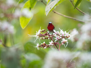 A beautiful and colorful male Crimson sunbird or Aethopyga siparaja for latin or scientific name is enjoy eating nectar from wild flowers.