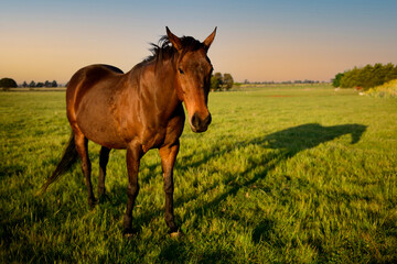 Brown horse on a farm in Rockbank, Victoria, Australia at sunset