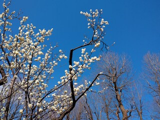 咲きほこる白梅