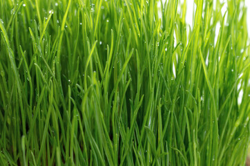 Fototapeta na wymiar Fresh green grass with small drops of water after rain. Golf course or soccer field. Close up of lush uncut green grass with dew, shallow depth of field. Natural background.
