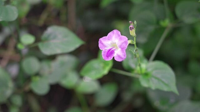 4K 30P | Asystasia gangetica |  Chinese violet | coromandel |  creeping foxglo | Natural plants Flowers  |  Honolulu Oahu Hawaii
