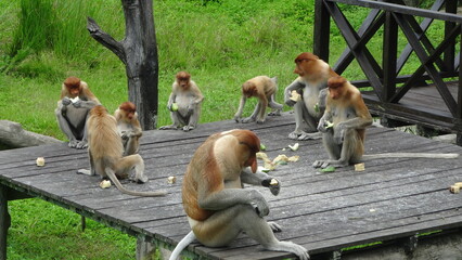 Monkeys