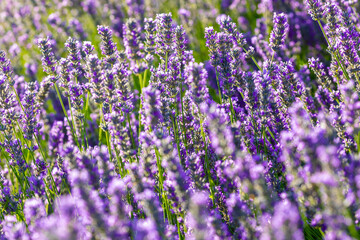 Lavender plant bursting with colorful open flowers on a sunny spring day