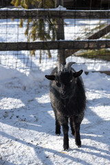 Black goat in the paddock. Black goats on the farm on a frosty winter day