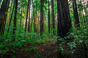 Sunrise in the Redwoods, Redwoods National and State Parks, California