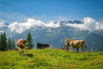 Fototapeta na wymiar Grazing cows high in Swiss Alps during sunny summer day