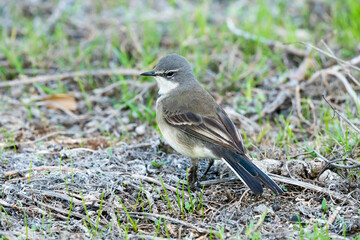 Cape wagtail (Motacilla capensis) passerine bird portrait closeup in the grass side on profile 