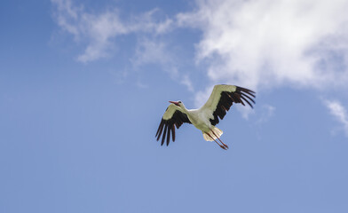 White stork, Ciconia ciconia, in flight. Photo taken in the municipality of Colmenar Viejo, province of Madrid, Spain