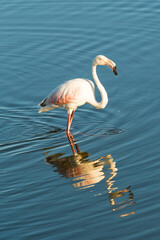 Fototapeta na wymiar Greater flamingo (Phoenicopterus roseus) in the water, with its reflection and ripples while in the wild in South Africa