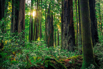 Sunrise in the Redwoods, Redwoods National and State Parks, California