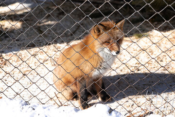 Young red fox in the zoo enclosure on a sunny winter day looks at freedom