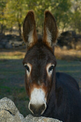 
Portrait of a donkey in his meadow