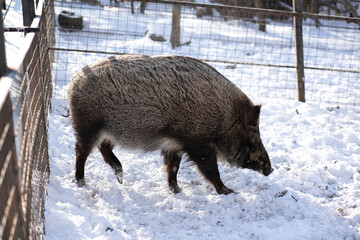 Forest boar in the zoo on a sunny winter day
