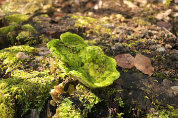 schmetterlingstramete