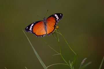 Fototapeta na wymiar Africa Monarch Butterfly
