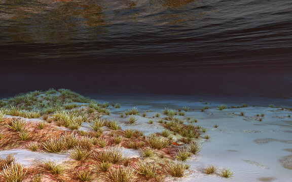 Meeresboden mit Korallen