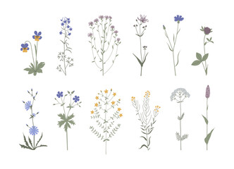 Vector color hand drawn illustration with wildflowers set. Collection of minimalist flowers, herbs and medicinal plants. For logo design, tattoo, postcard - obrazy, fototapety, plakaty