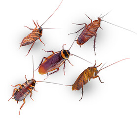 brown cockroachs on a white backdround,isolated